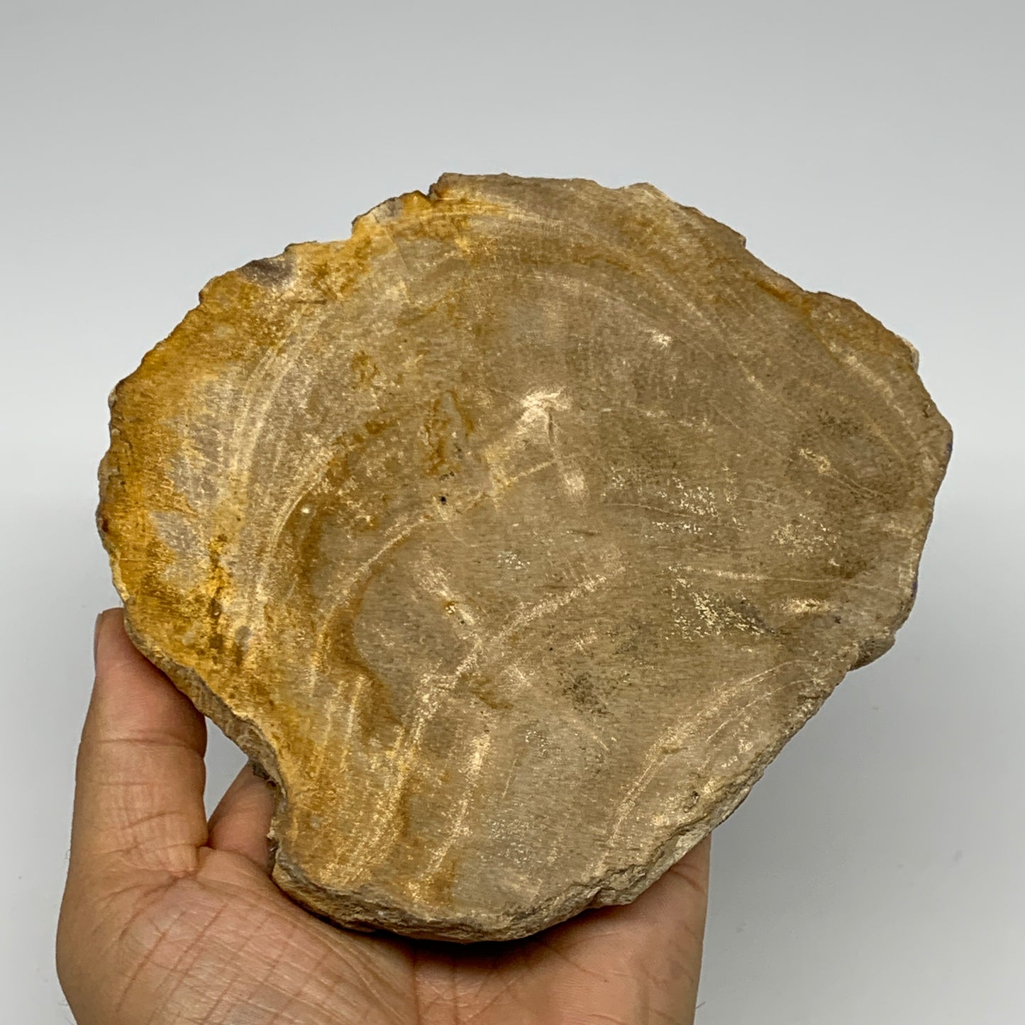 500g,5.6"x5.3"x0.7" Petrified Wood Slab Tree Branch Specimen, Minerals, B22670