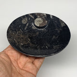 732g, 4pcs, 4.7"x3.8" Small Black Fossils Ammonite Orthoceras Bowl Oval Ring,B88