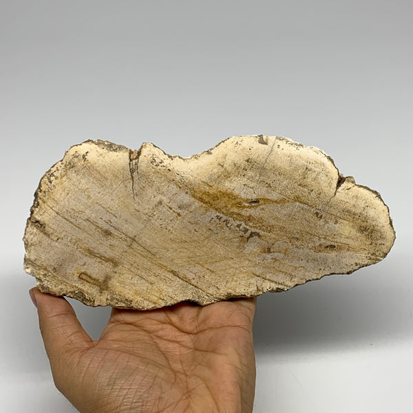 405g,7.5"x3.5"x0.6" Petrified Wood Slab Tree Branch Specimen, Minerals, B22671