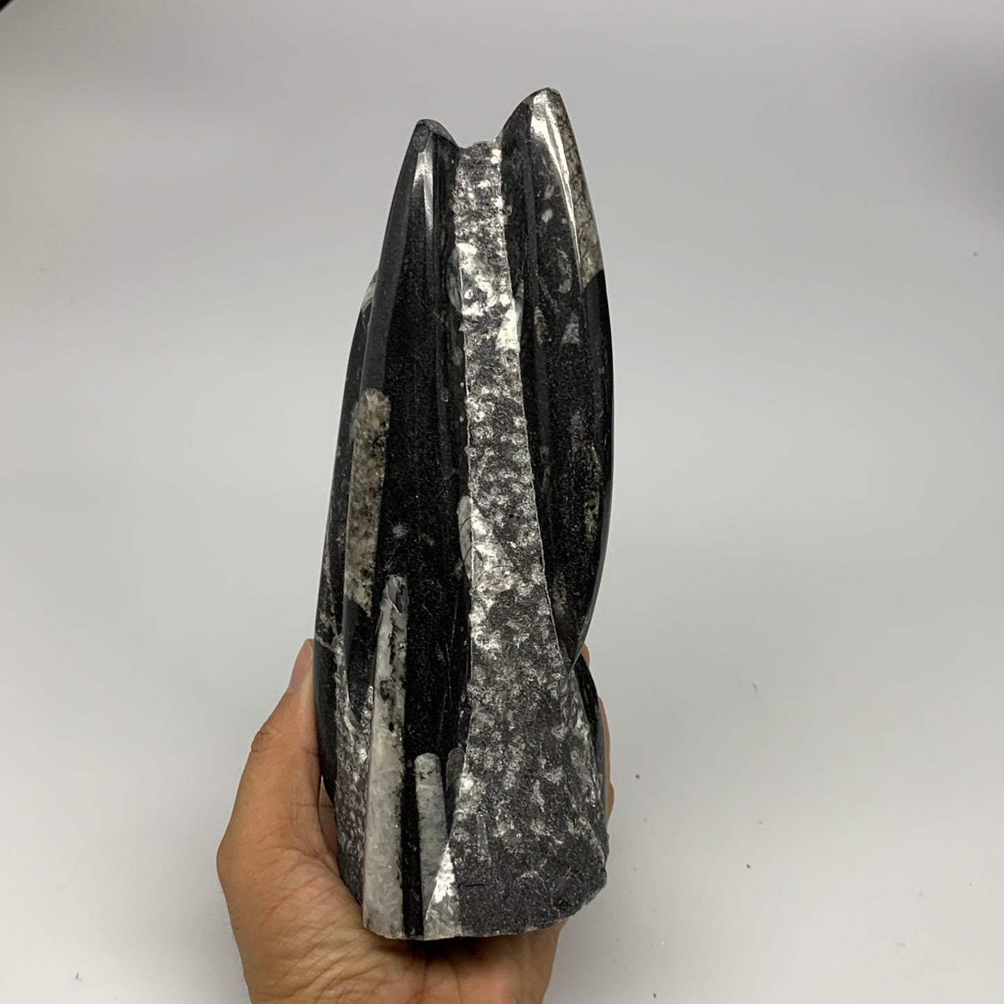1240g, 8"x2.9"x2.7" Black Fossils Orthoceras Sculpture Tower @Morocco, B23429