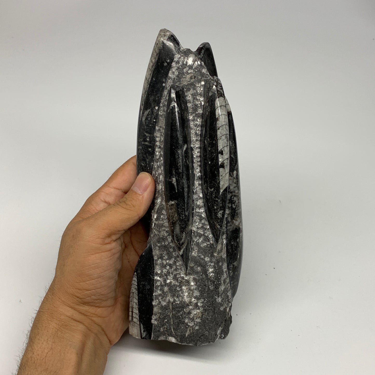 1240g, 8"x2.9"x2.7" Black Fossils Orthoceras Sculpture Tower @Morocco, B23429