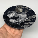 744g, 4pcs, 4.7"x3.8" Small Black Fossils Ammonite Orthoceras Bowl Oval Ring,B88