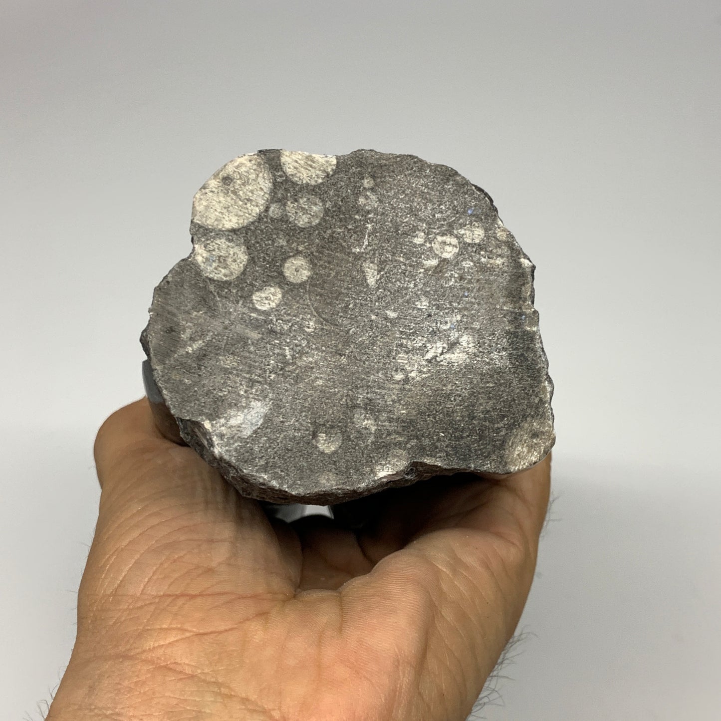 1240g, 8"x2.9"x2.7" Black Fossils Orthoceras Sculpture Tower @Morocco, B23429