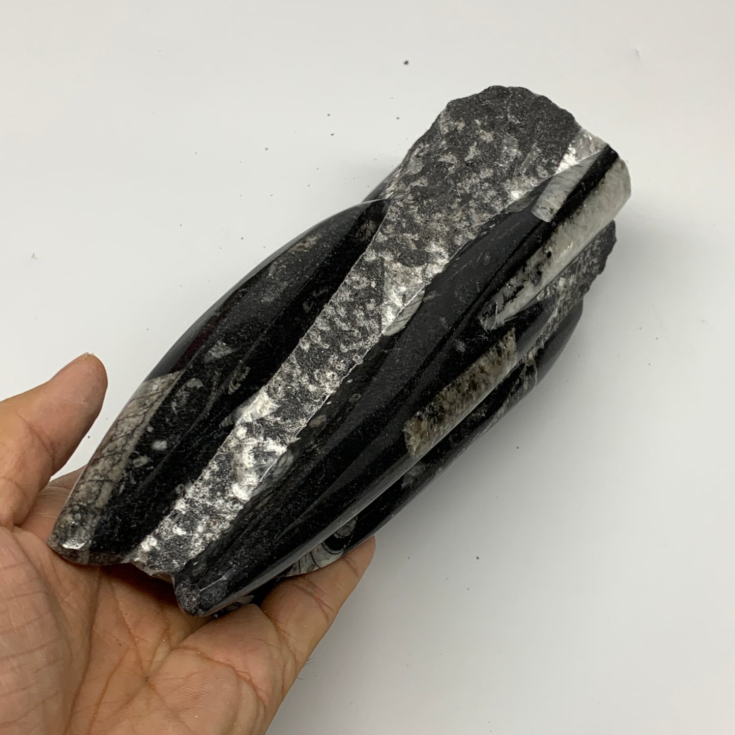 1240g, 8"x2.9"x2.7" Black Fossils Orthoceras Sculpture Tower @Morocco, B23429