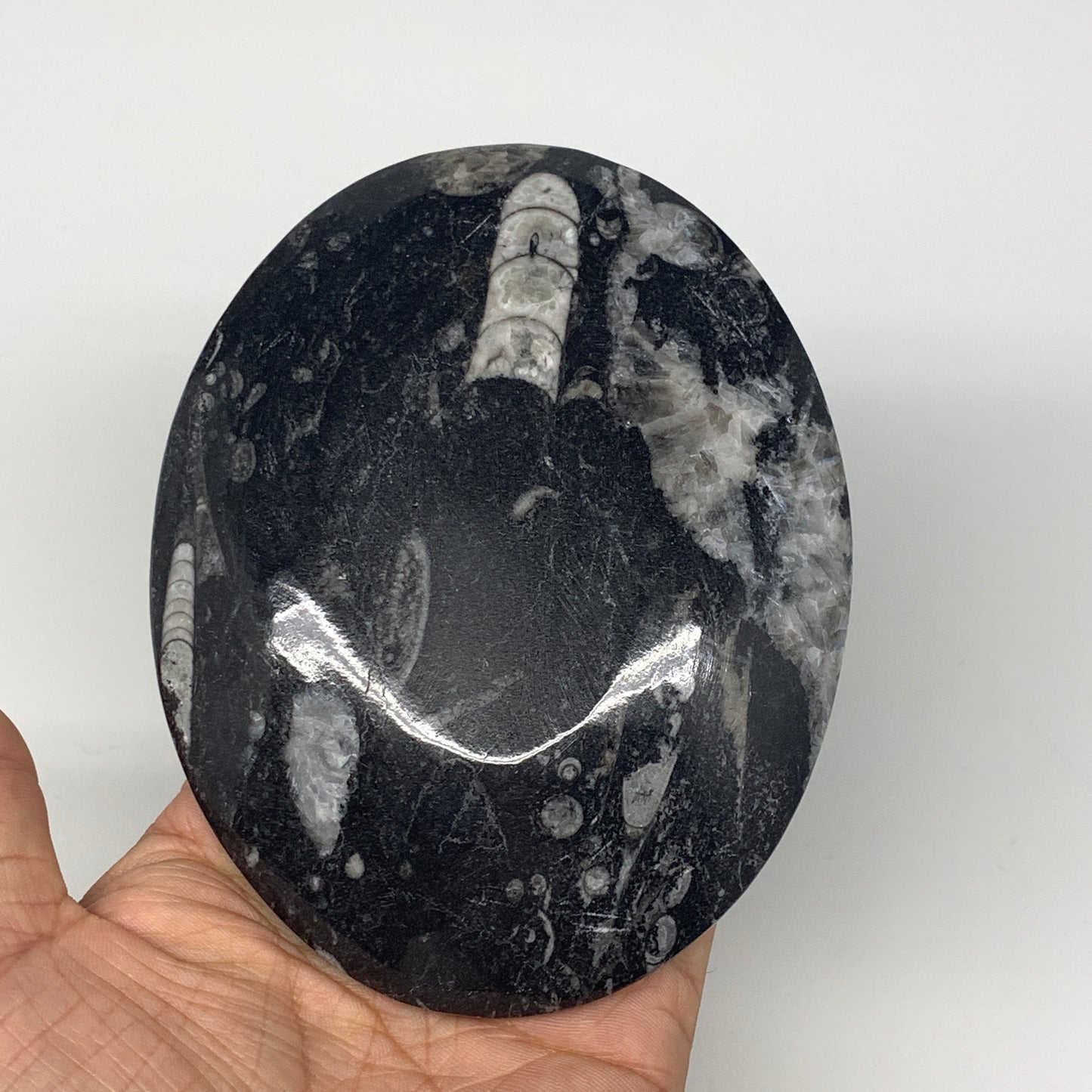 744g, 4pcs, 4.7"x3.8" Small Black Fossils Ammonite Orthoceras Bowl Oval Ring,B88