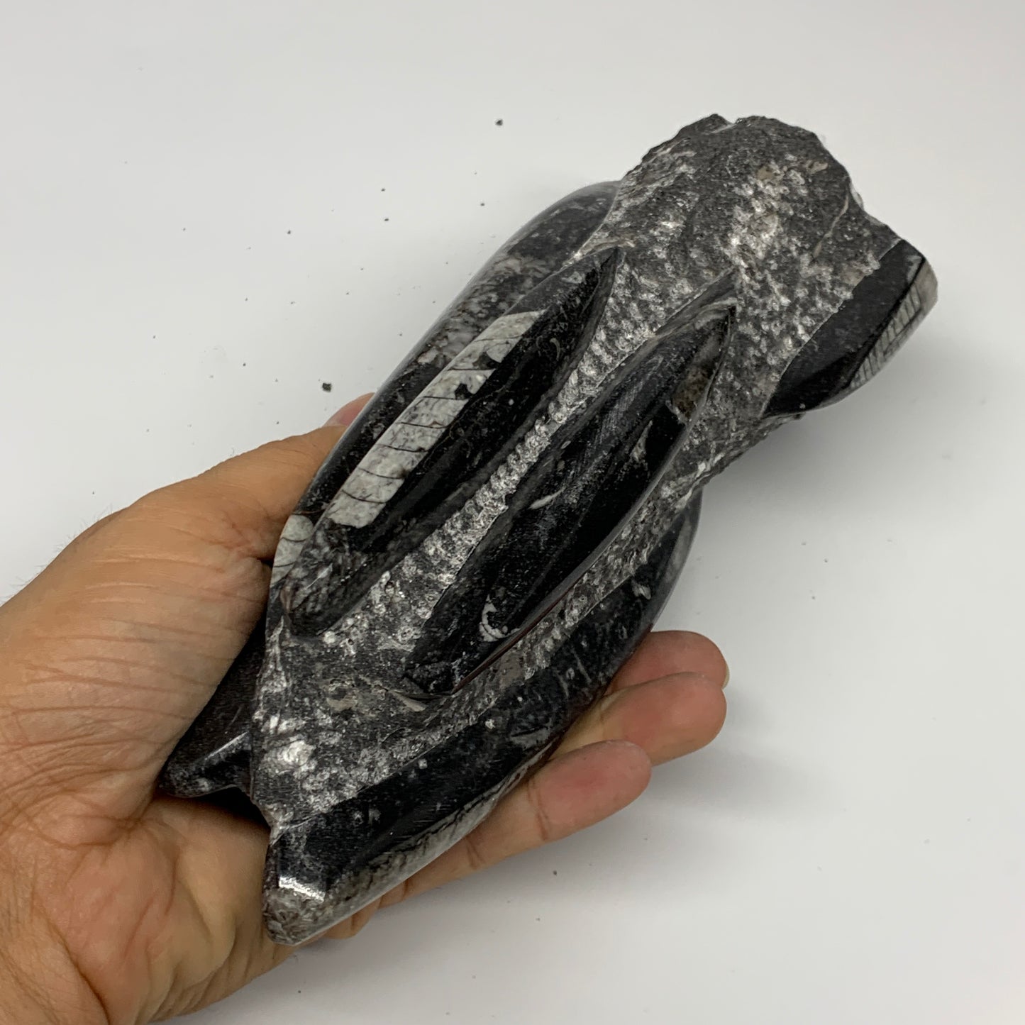 1240g, 8"x2.9"x2.7" Black Fossils Orthoceras Sculpture Tower @Morocco, B23429