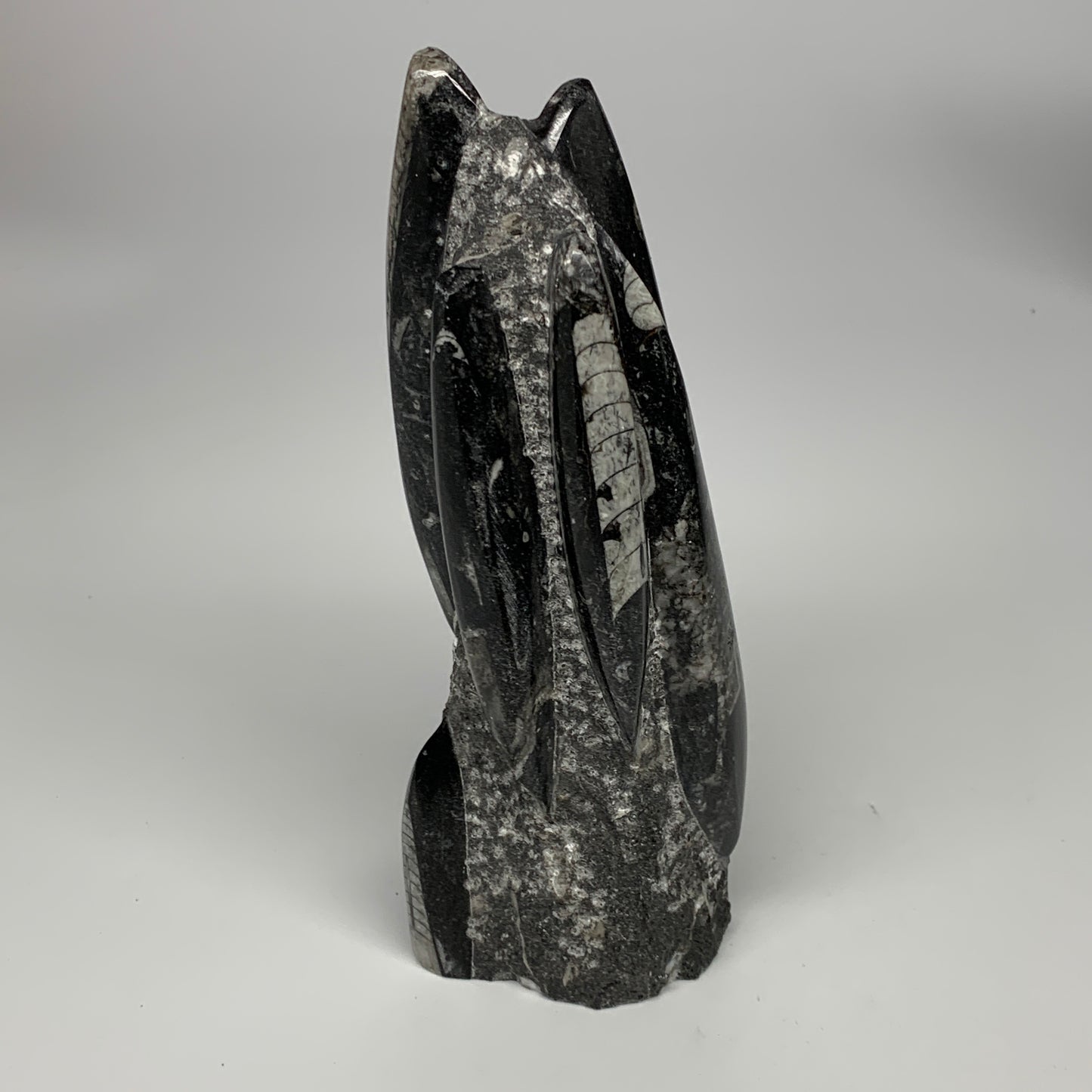 1240g, 8"x2.9"x2.7" Black Fossils Orthoceras Sculpture Tower @Morocco, B23429