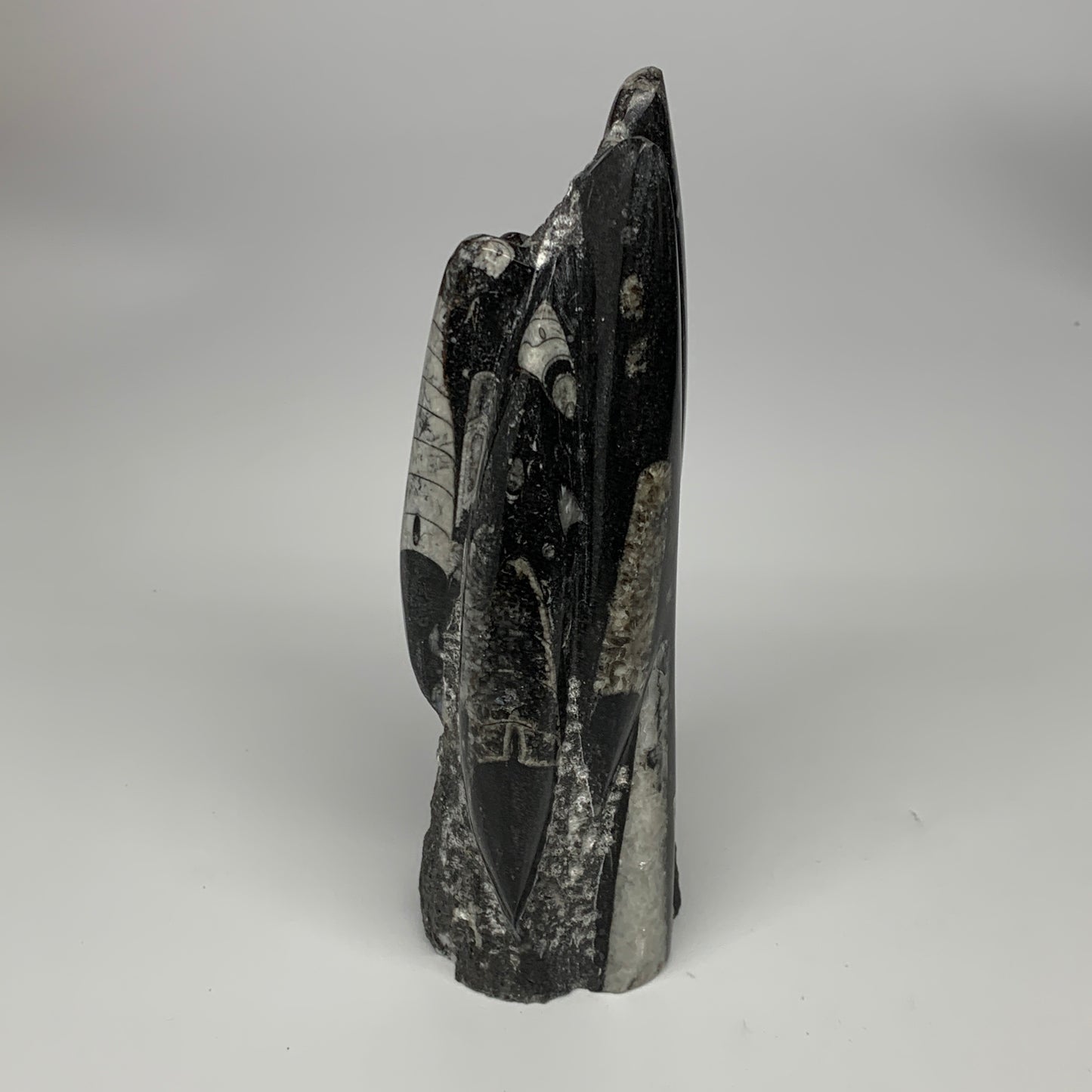 1240g, 8"x2.9"x2.7" Black Fossils Orthoceras Sculpture Tower @Morocco, B23429