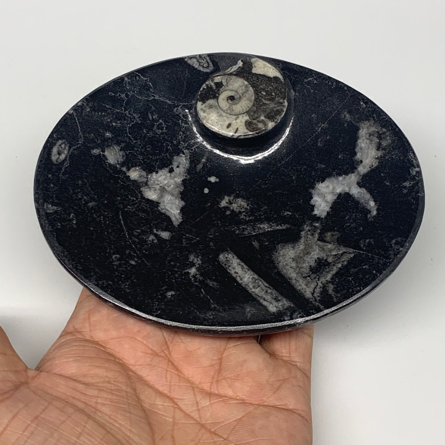 718g, 4pcs, 4.7"x3.8" Small Black Fossils Ammonite Orthoceras Bowl Oval Ring,B88