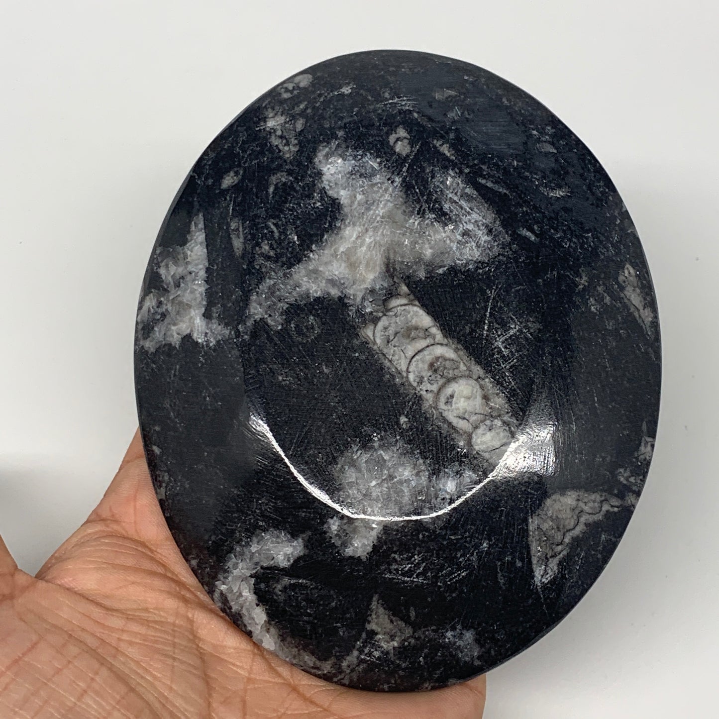 718g, 4pcs, 4.7"x3.8" Small Black Fossils Ammonite Orthoceras Bowl Oval Ring,B88