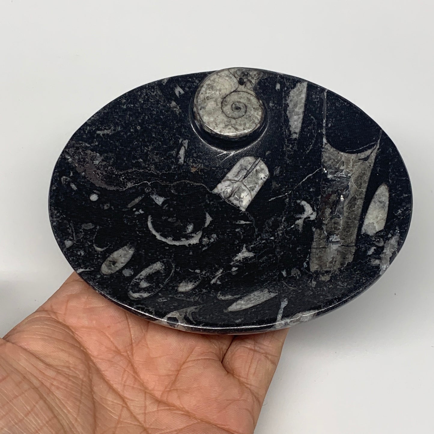 718g, 4pcs, 4.7"x3.8" Small Black Fossils Ammonite Orthoceras Bowl Oval Ring,B88