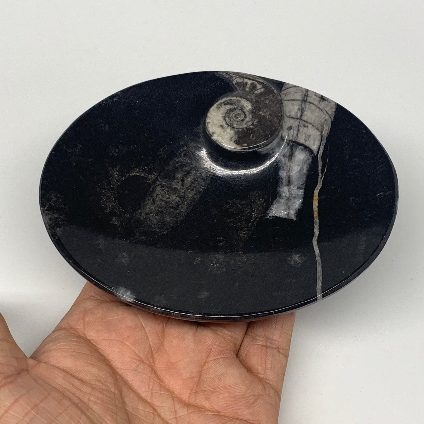 718g, 4pcs, 4.7"x3.8" Small Black Fossils Ammonite Orthoceras Bowl Oval Ring,B88