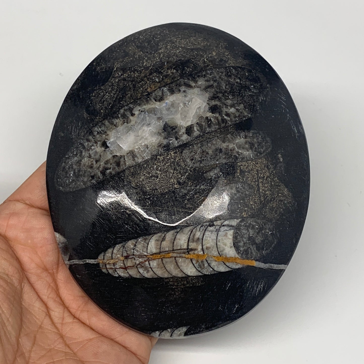 718g, 4pcs, 4.7"x3.8" Small Black Fossils Ammonite Orthoceras Bowl Oval Ring,B88