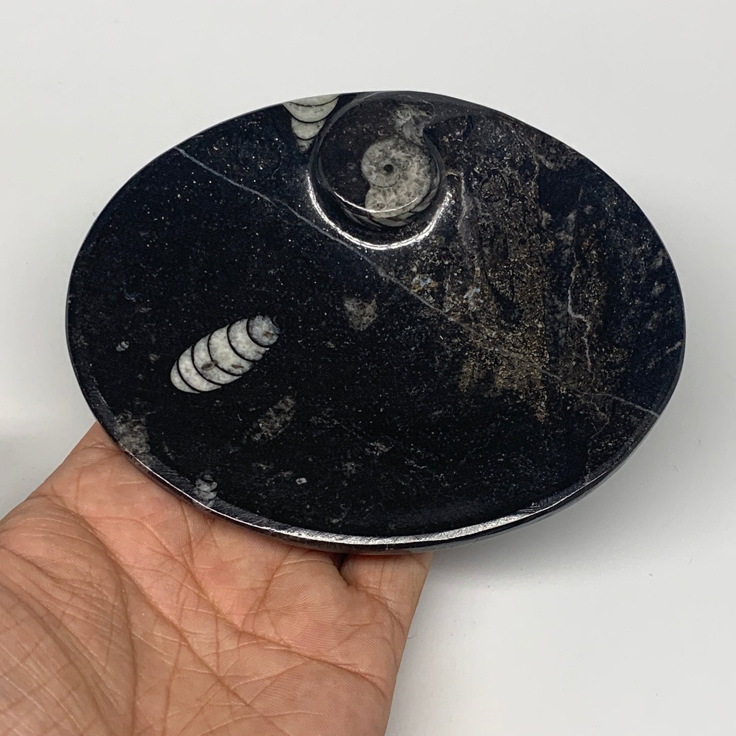 718g, 4pcs, 4.7"x3.8" Small Black Fossils Ammonite Orthoceras Bowl Oval Ring,B88