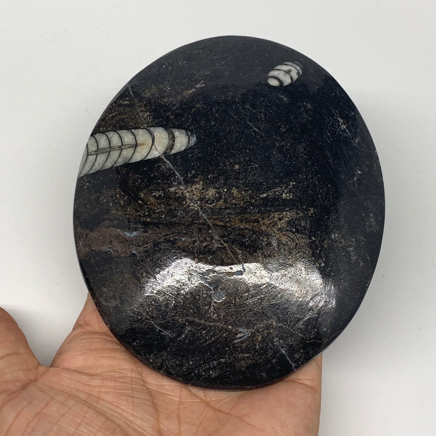 718g, 4pcs, 4.7"x3.8" Small Black Fossils Ammonite Orthoceras Bowl Oval Ring,B88