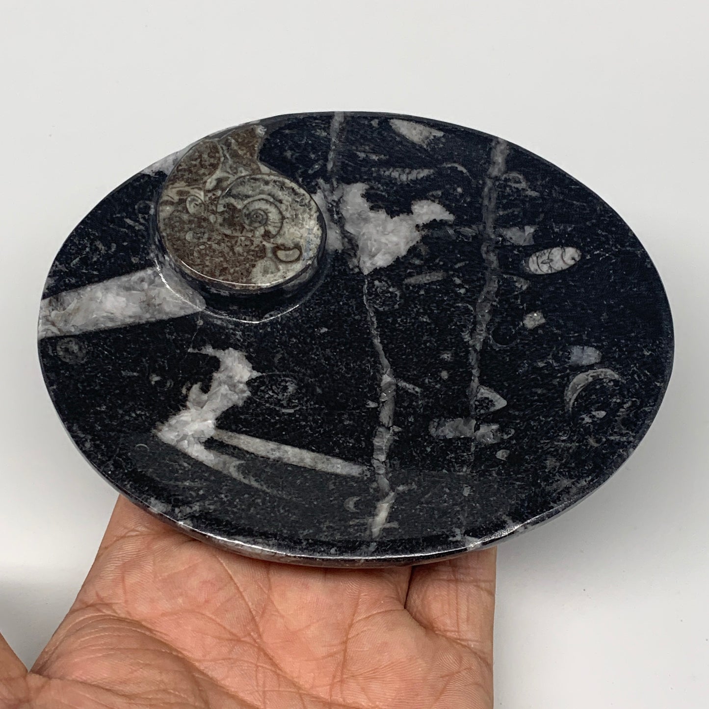 726g, 4pcs, 4.7"x3.8" Small Black Fossils Ammonite Orthoceras Bowl Oval Ring,B88