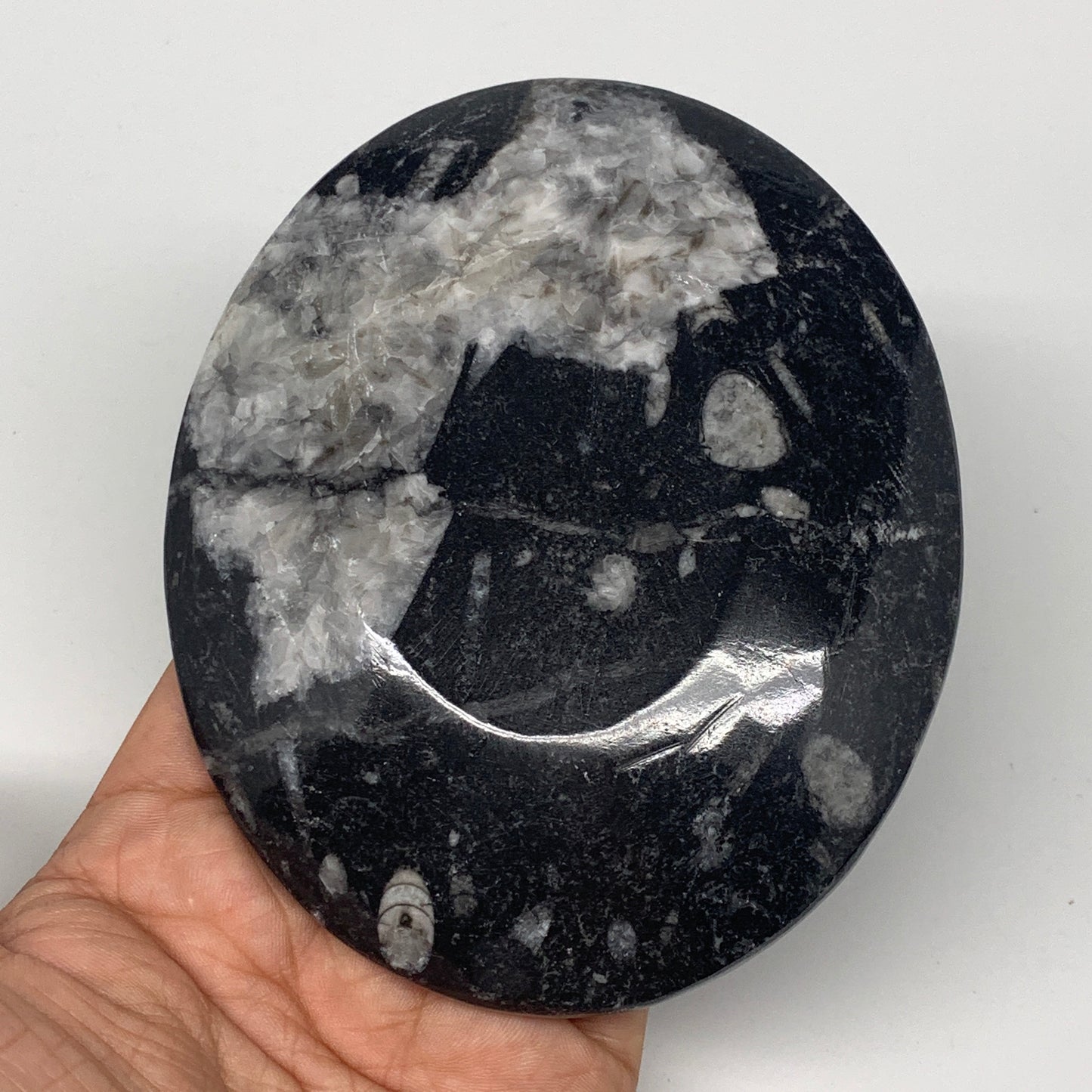 726g, 4pcs, 4.7"x3.8" Small Black Fossils Ammonite Orthoceras Bowl Oval Ring,B88