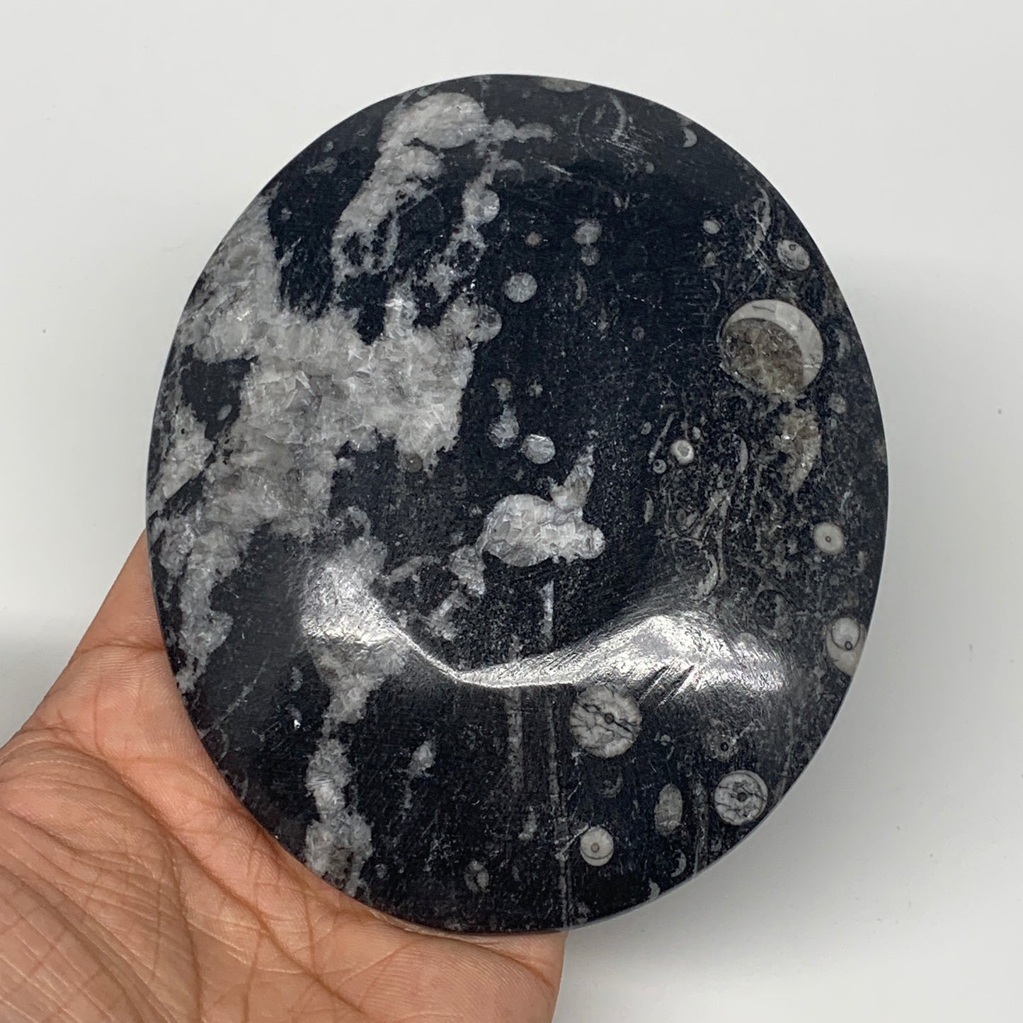 726g, 4pcs, 4.7"x3.8" Small Black Fossils Ammonite Orthoceras Bowl Oval Ring,B88