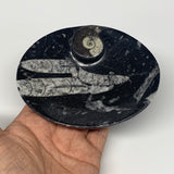 726g, 4pcs, 4.7"x3.8" Small Black Fossils Ammonite Orthoceras Bowl Oval Ring,B88