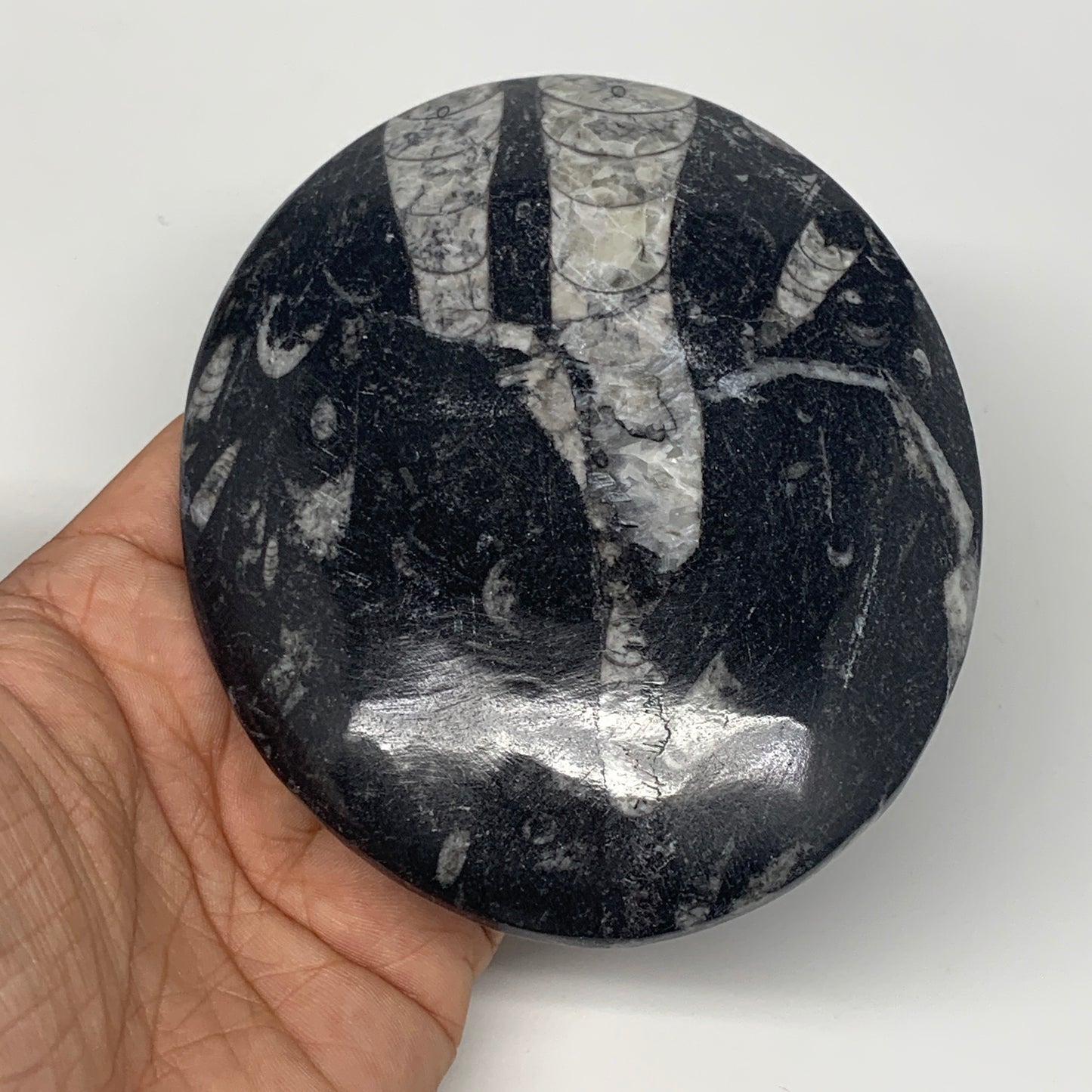 726g, 4pcs, 4.7"x3.8" Small Black Fossils Ammonite Orthoceras Bowl Oval Ring,B88