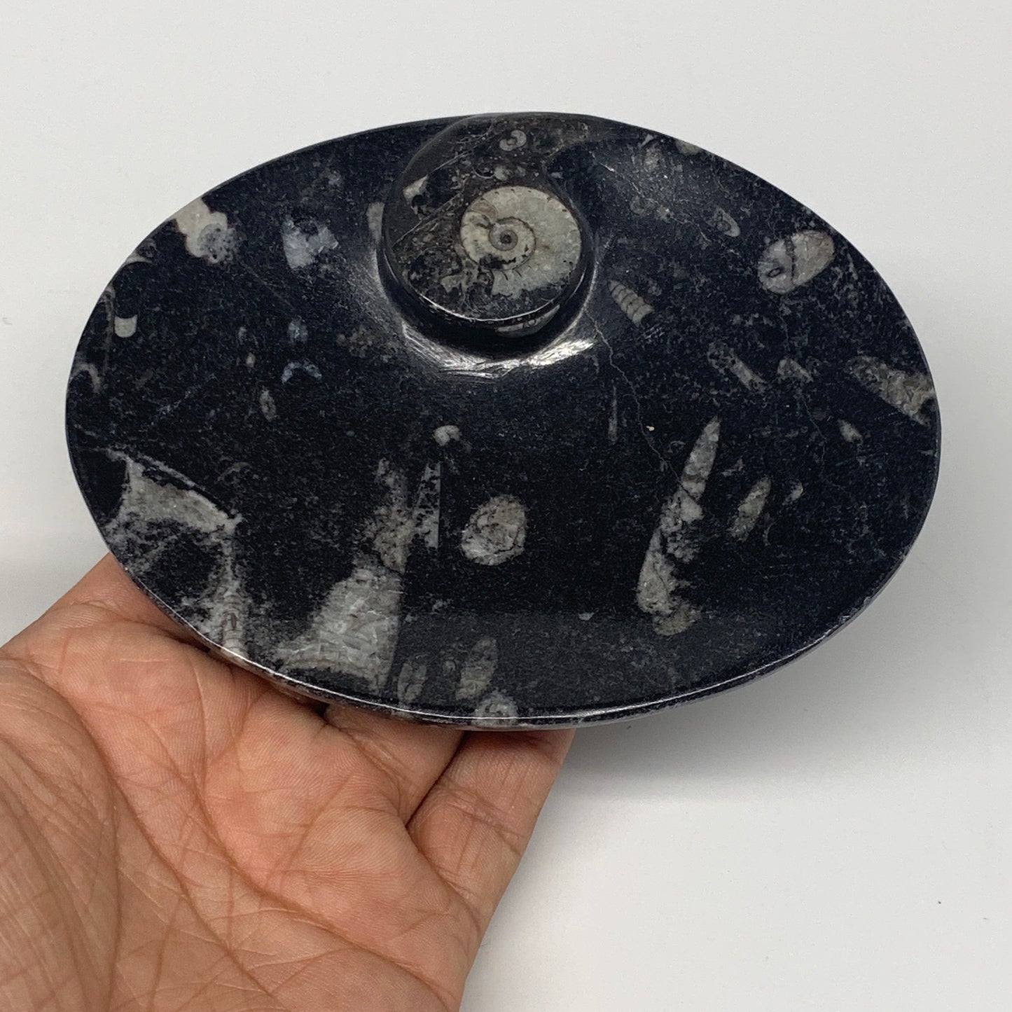 726g, 4pcs, 4.7"x3.8" Small Black Fossils Ammonite Orthoceras Bowl Oval Ring,B88