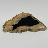 540g,7.5"x4.8"x0.7" Petrified Wood Slab Tree Branch Specimen, Minerals, B22674