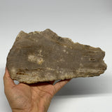 655g,8.25"x4.5"x0.6" Petrified Wood Slab Tree Branch Specimen, Minerals, B22675