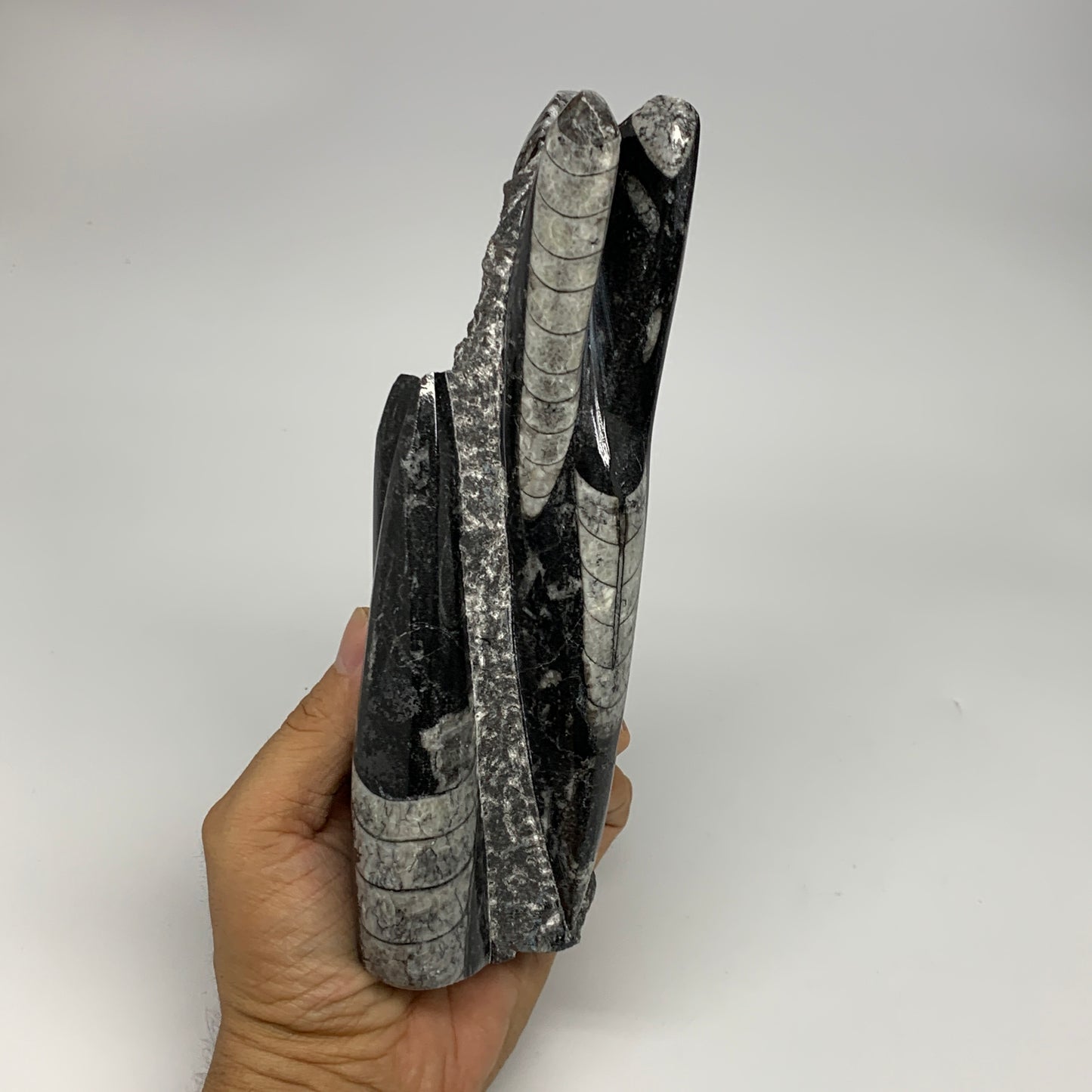 945g, 7.5"x2.9"x2.5" Black Fossils Orthoceras Sculpture Tower @Morocco, B23434