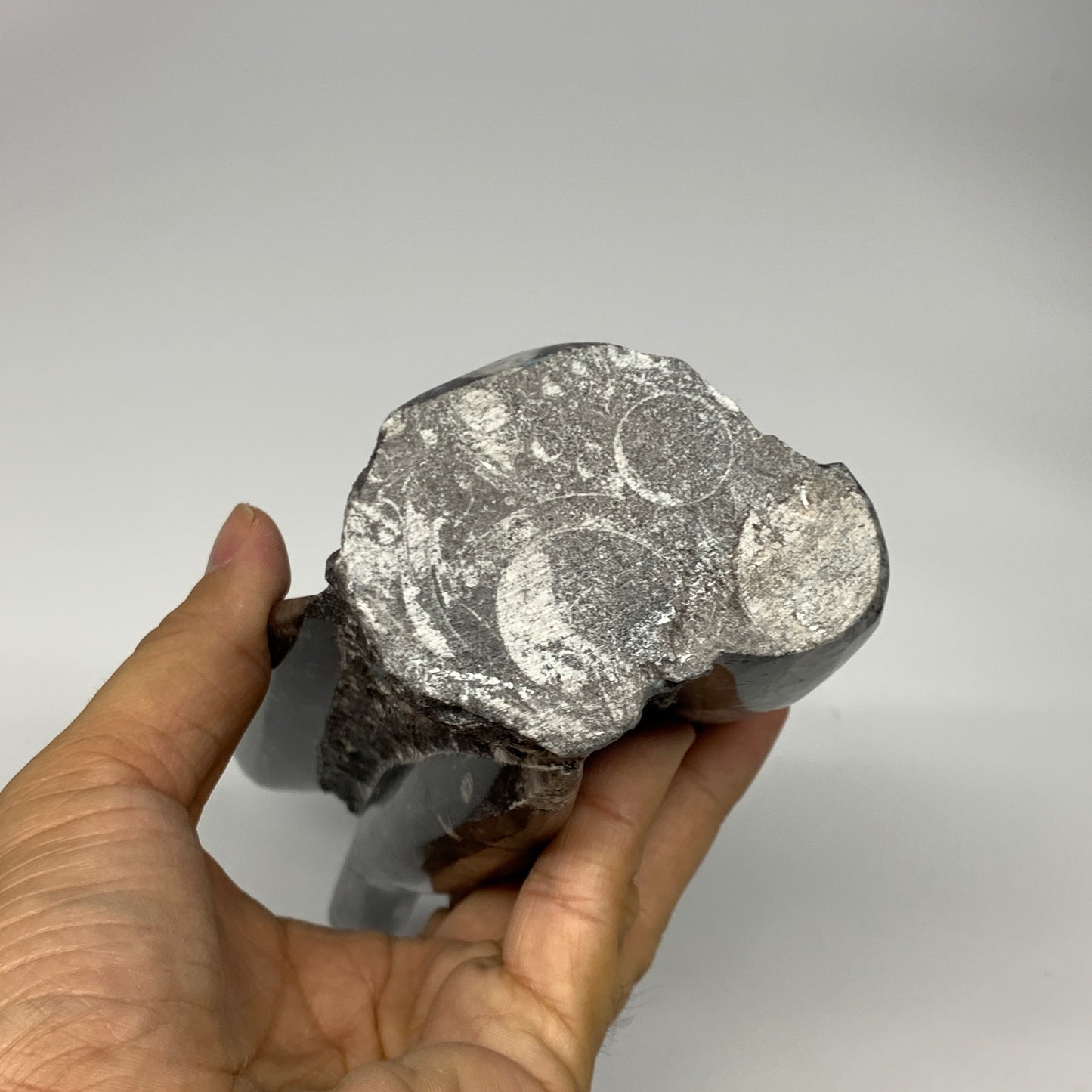 945g, 7.5"x2.9"x2.5" Black Fossils Orthoceras Sculpture Tower @Morocco, B23434