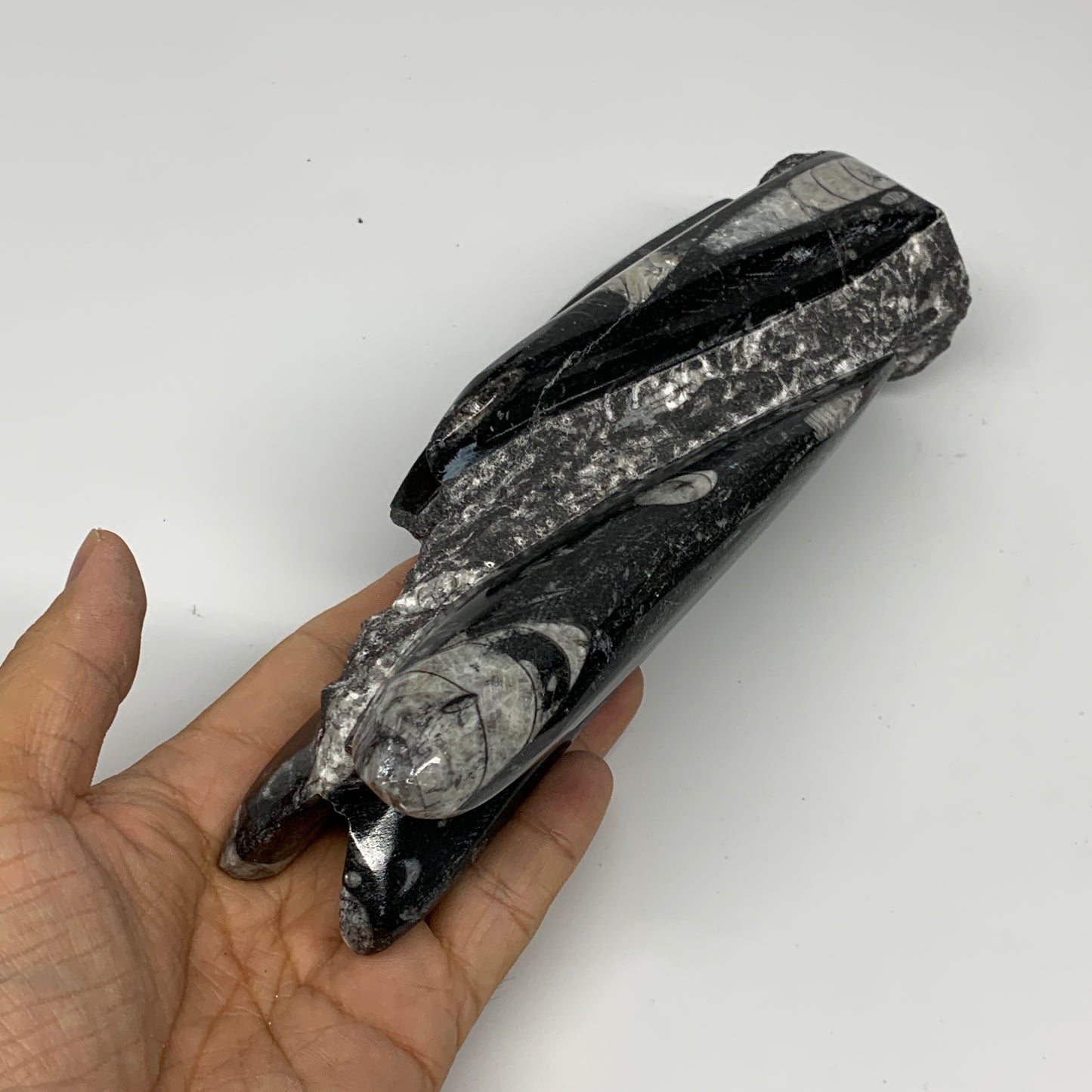 945g, 7.5"x2.9"x2.5" Black Fossils Orthoceras Sculpture Tower @Morocco, B23434