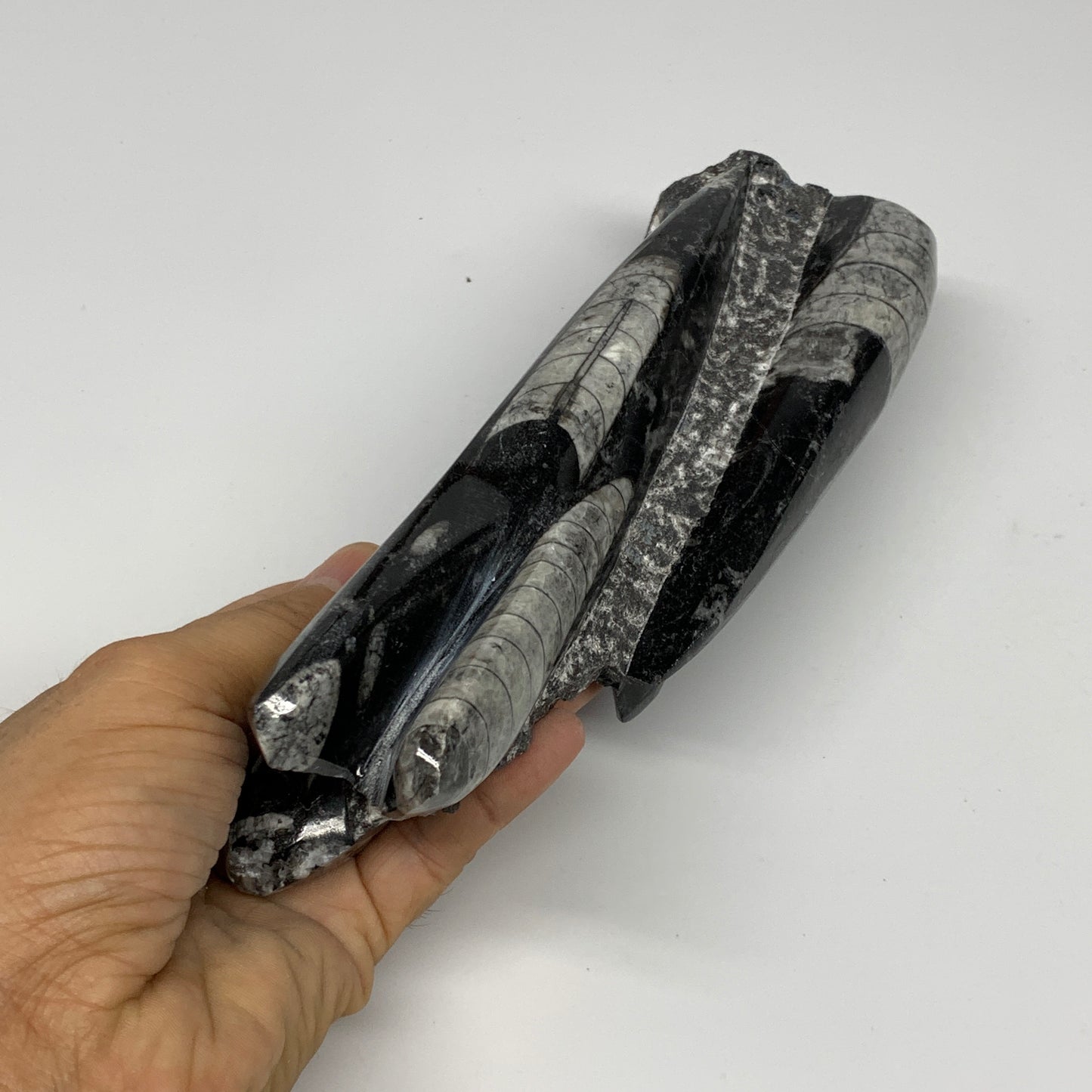 945g, 7.5"x2.9"x2.5" Black Fossils Orthoceras Sculpture Tower @Morocco, B23434