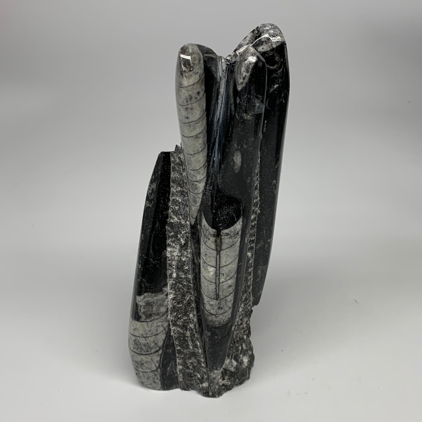 945g, 7.5"x2.9"x2.5" Black Fossils Orthoceras Sculpture Tower @Morocco, B23434