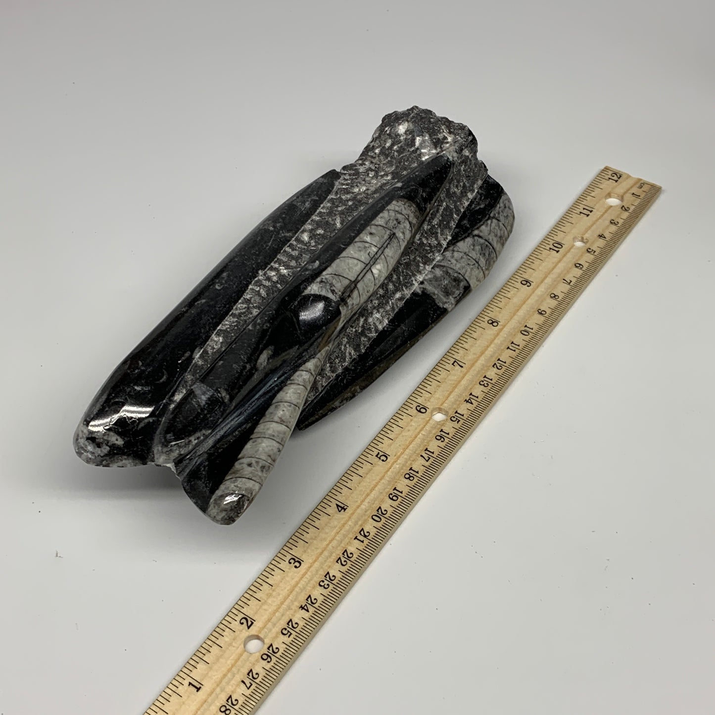 945g, 7.5"x2.9"x2.5" Black Fossils Orthoceras Sculpture Tower @Morocco, B23434