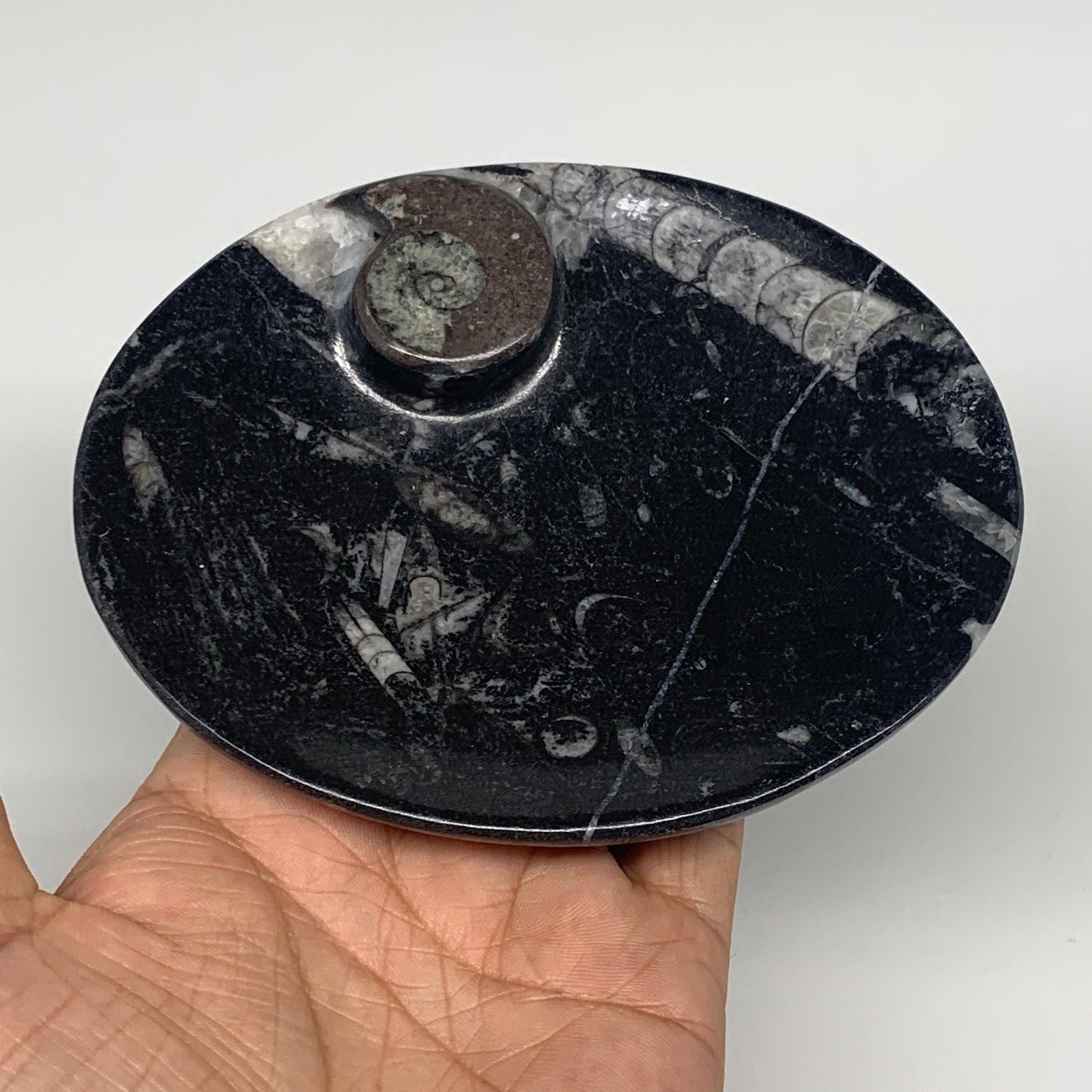 720g, 4pcs, 4.7"x3.8" Small Black Fossils Ammonite Orthoceras Bowl Oval Ring,B88