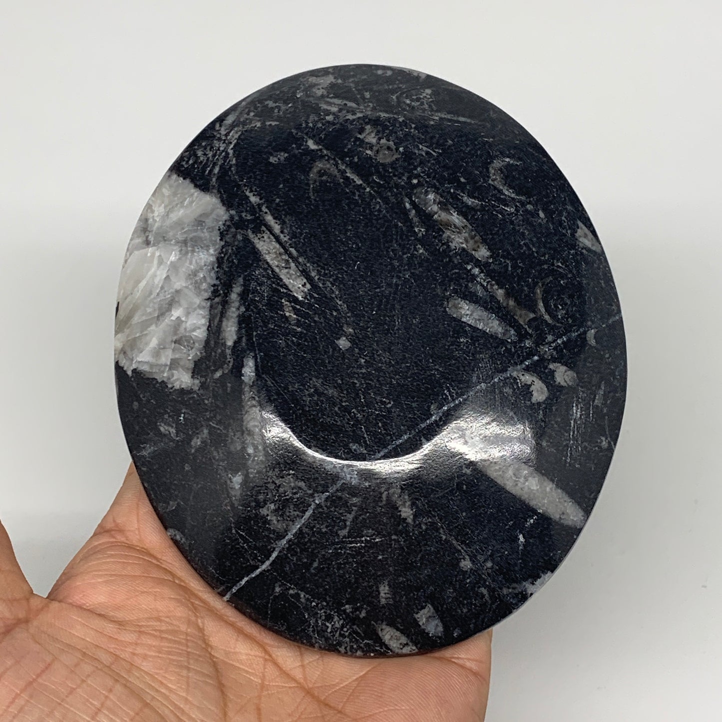 720g, 4pcs, 4.7"x3.8" Small Black Fossils Ammonite Orthoceras Bowl Oval Ring,B88