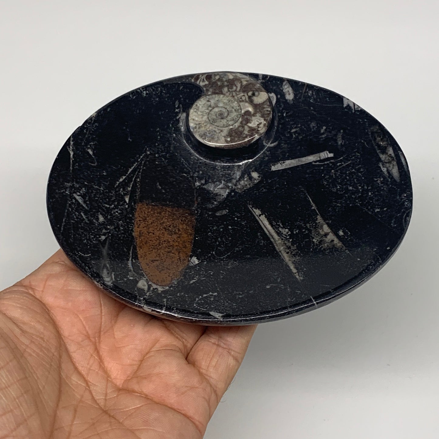 720g, 4pcs, 4.7"x3.8" Small Black Fossils Ammonite Orthoceras Bowl Oval Ring,B88