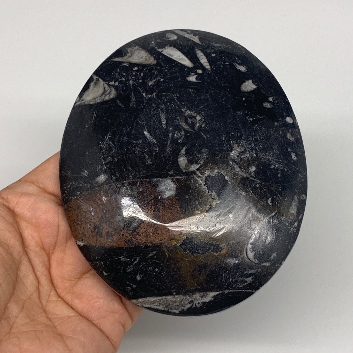 720g, 4pcs, 4.7"x3.8" Small Black Fossils Ammonite Orthoceras Bowl Oval Ring,B88