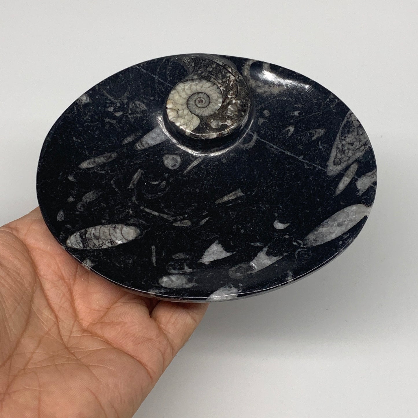 720g, 4pcs, 4.7"x3.8" Small Black Fossils Ammonite Orthoceras Bowl Oval Ring,B88