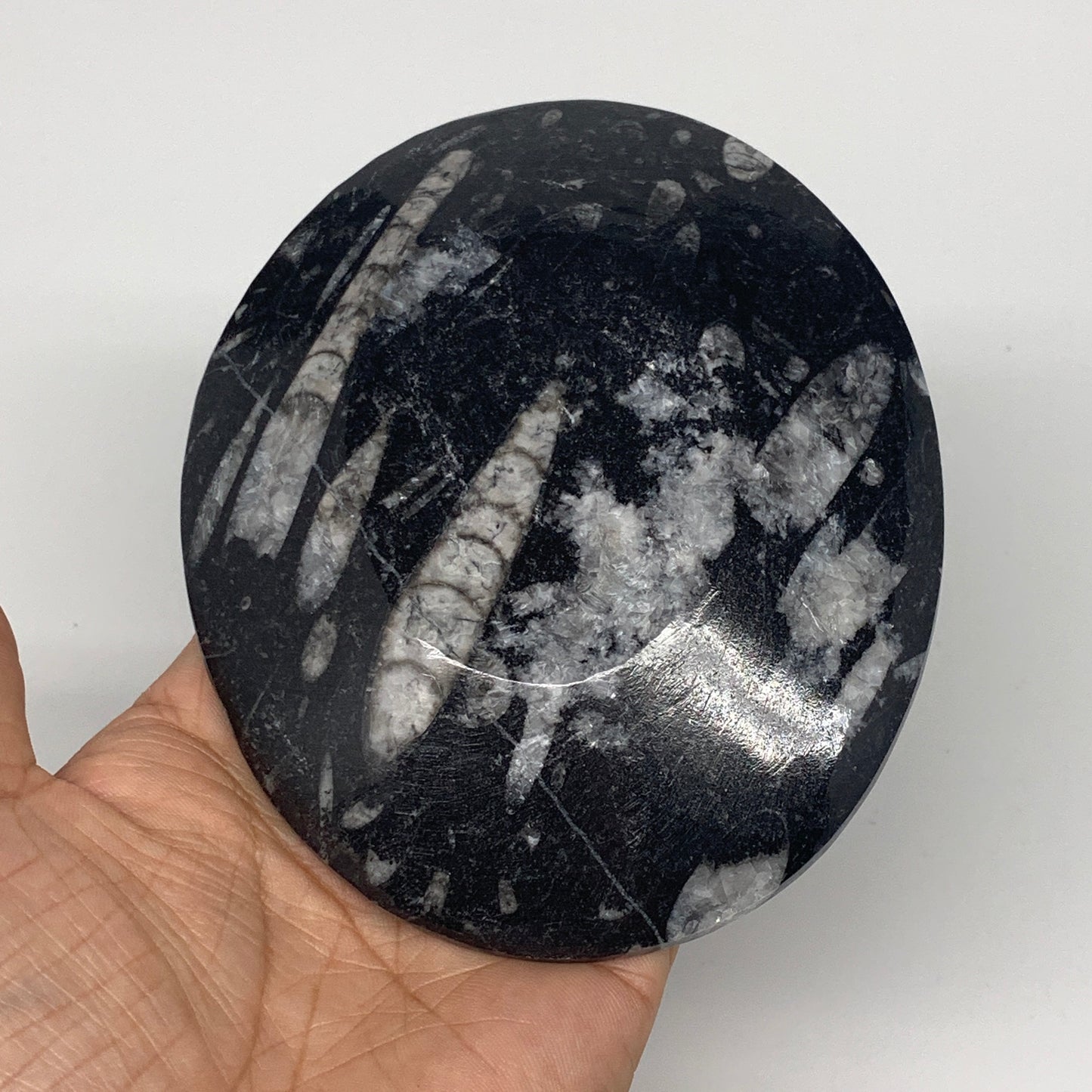 720g, 4pcs, 4.7"x3.8" Small Black Fossils Ammonite Orthoceras Bowl Oval Ring,B88