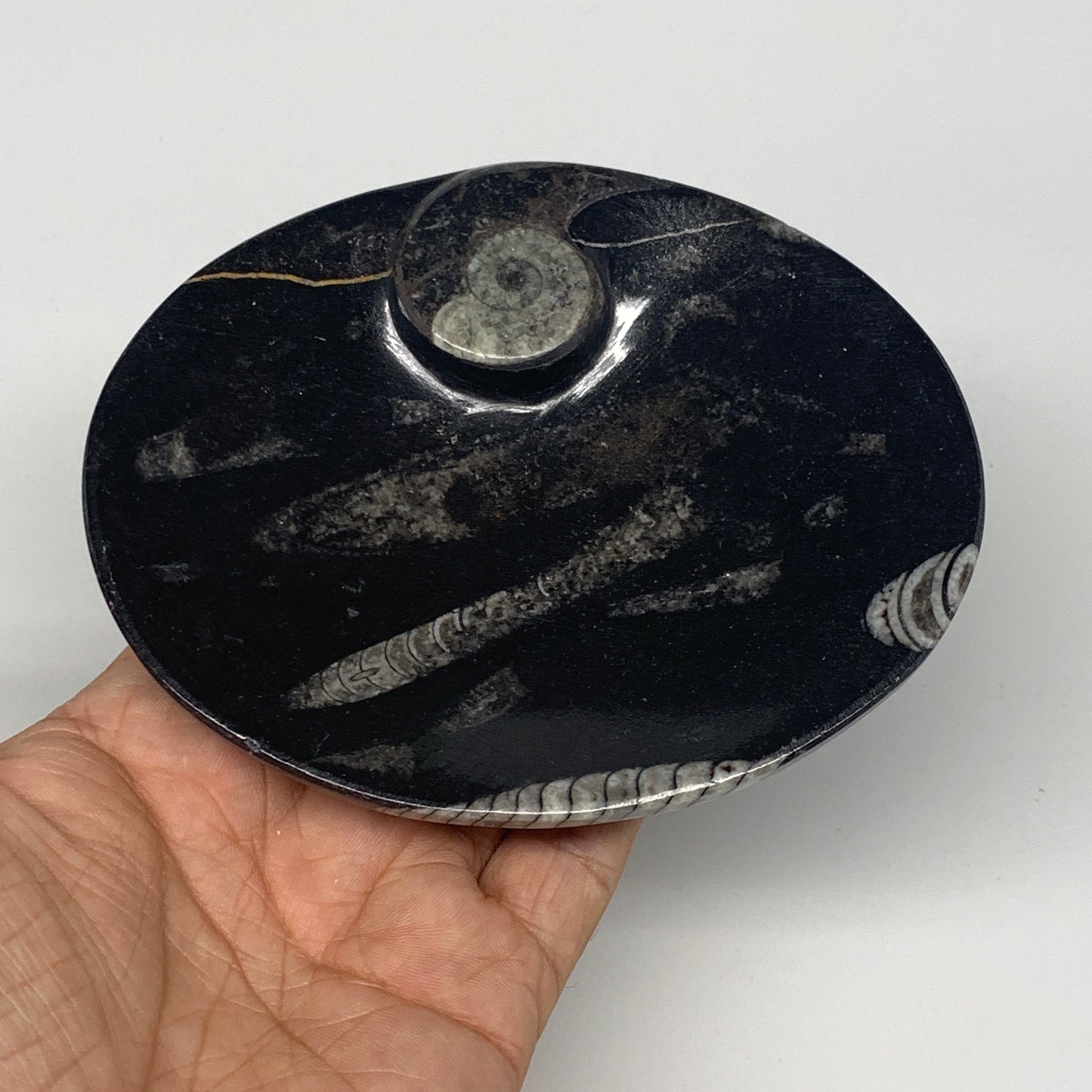 720g, 4pcs, 4.7"x3.8" Small Black Fossils Ammonite Orthoceras Bowl Oval Ring,B88