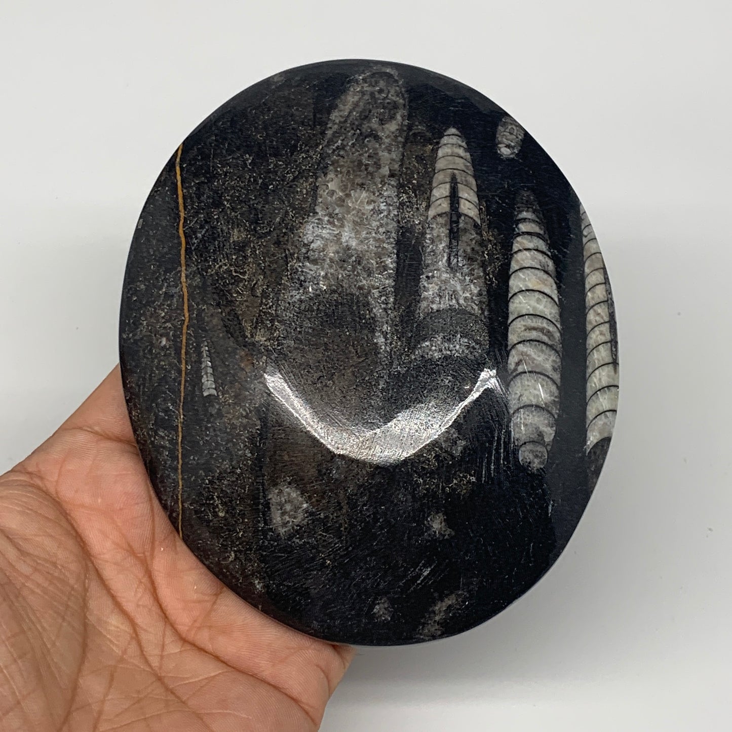 720g, 4pcs, 4.7"x3.8" Small Black Fossils Ammonite Orthoceras Bowl Oval Ring,B88