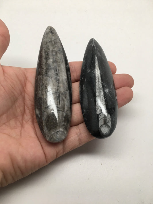2pcs, 108.2 Grams,3.6"-4" Hand Polished Fossils Orthoceras SQUID Morocco,MF284