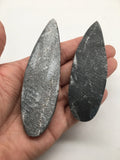 2pcs, 108.2 Grams,3.6"-4" Hand Polished Fossils Orthoceras SQUID Morocco,MF284