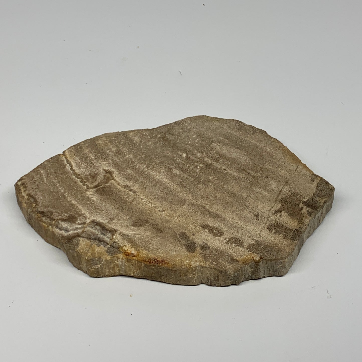 645g,7.5"x4.9"x0.7" Petrified Wood Slab Tree Branch Specimen, Minerals, B22678