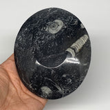 742g, 4pcs, 4.7"x3.8" Small Fossils Ammonite Orthoceras Bowl Oval Ring,B8858