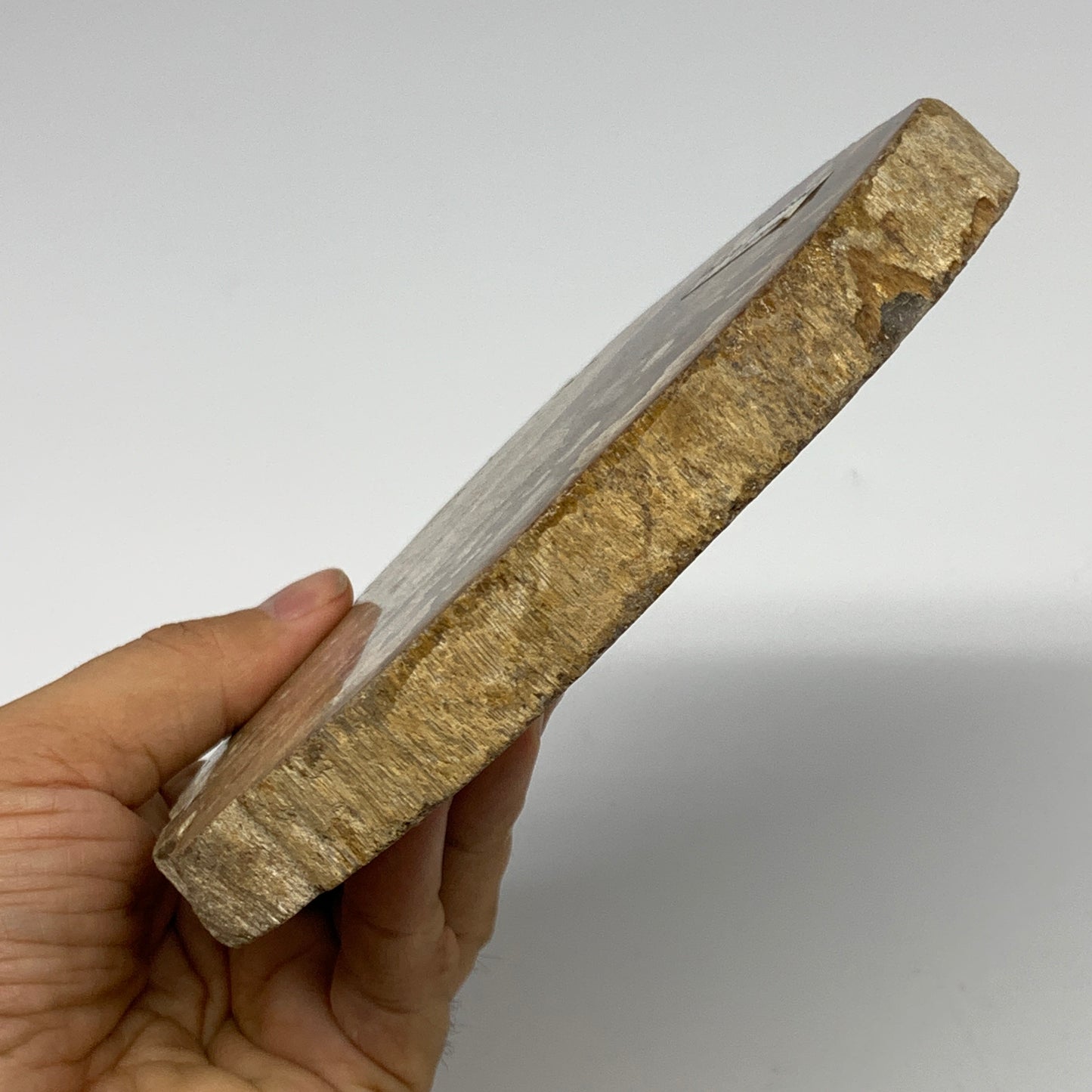 425g,5.7"x4.4"x0.7" Petrified Wood Slab Tree Branch Specimen, Minerals, B22683