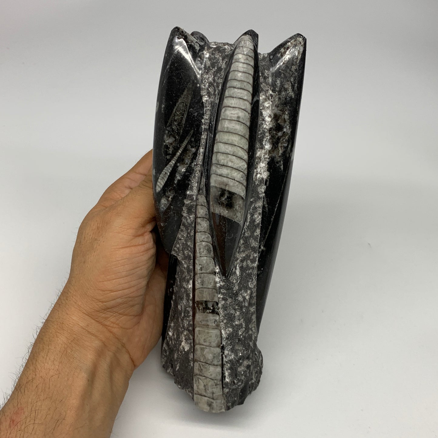 1385g, 7.5"x3.7"x2.8" Black Fossils Orthoceras Sculpture Tower @Morocco, B23442