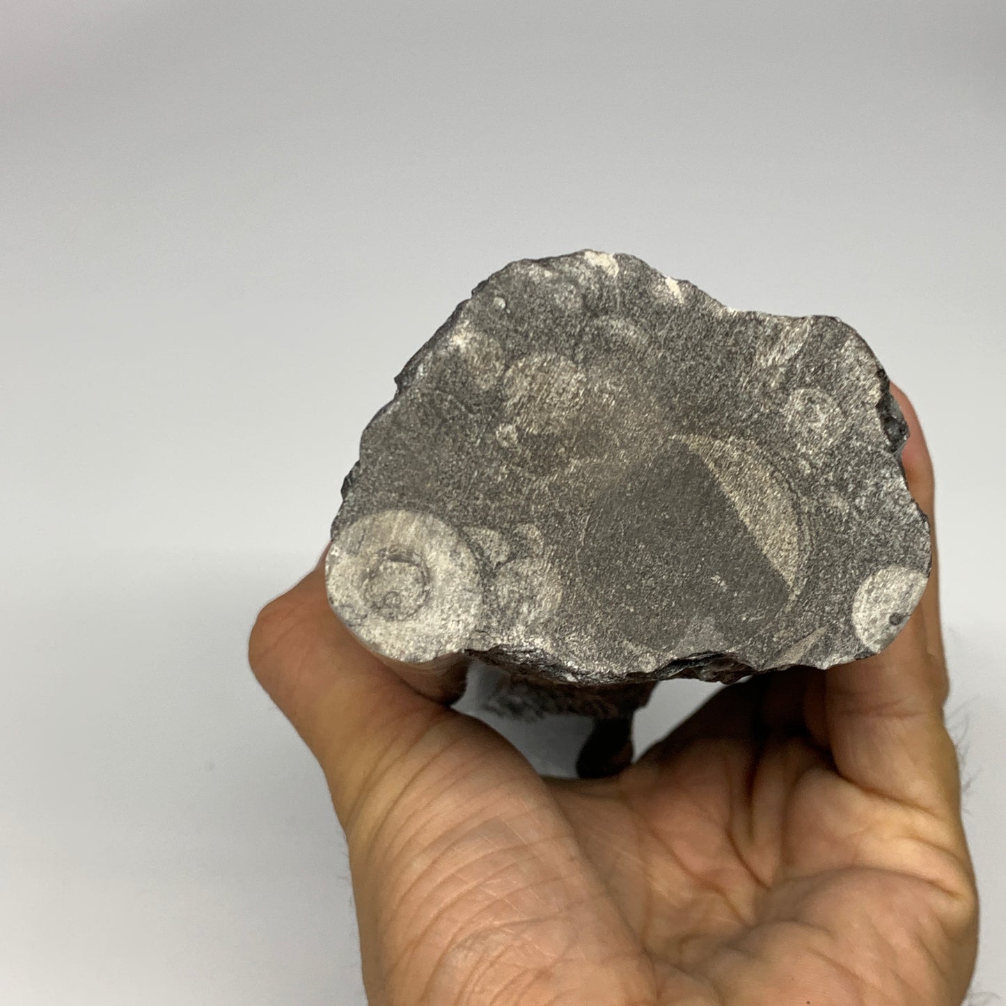 1385g, 7.5"x3.7"x2.8" Black Fossils Orthoceras Sculpture Tower @Morocco, B23442