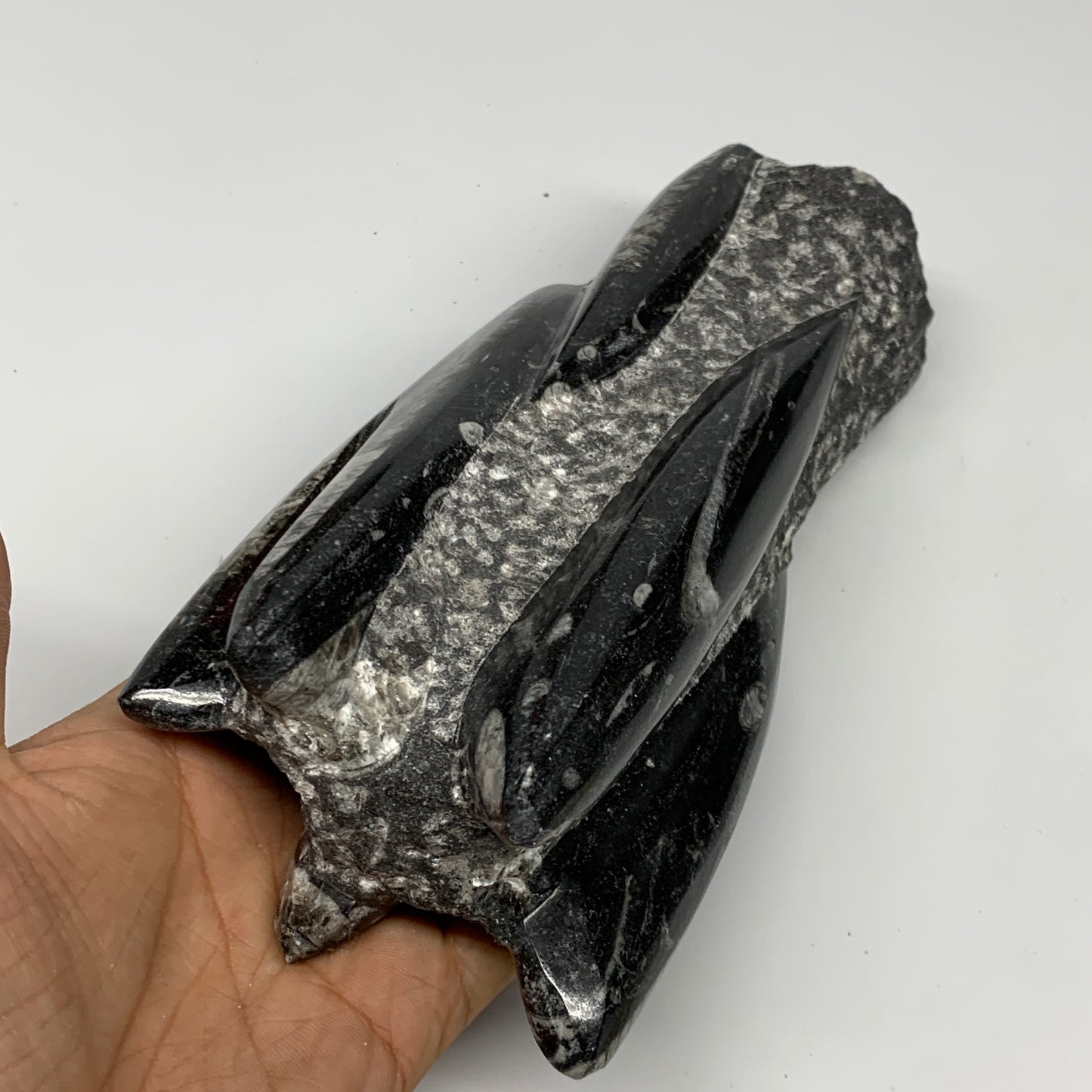 1385g, 7.5"x3.7"x2.8" Black Fossils Orthoceras Sculpture Tower @Morocco, B23442