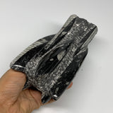 1385g, 7.5"x3.7"x2.8" Black Fossils Orthoceras Sculpture Tower @Morocco, B23442